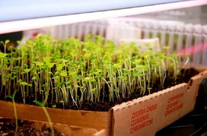 germinate seeds indoors