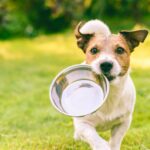 Can Dogs Eat Kiwis: What You Need to Know