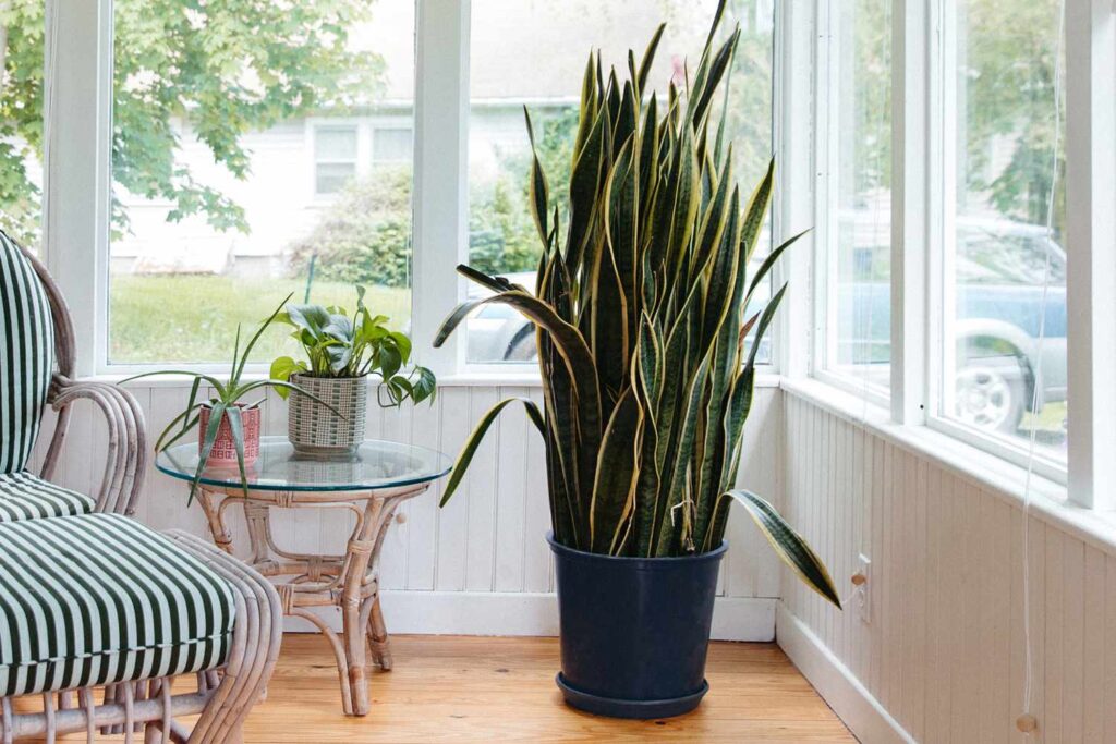 Plants for a Feng Shui Home