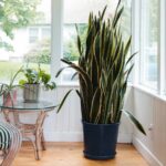 Plants for a Feng Shui Home: Improve Your Energy and Well-Being
