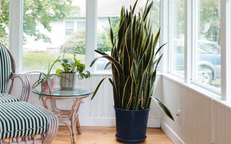 Plants for a Feng Shui Home