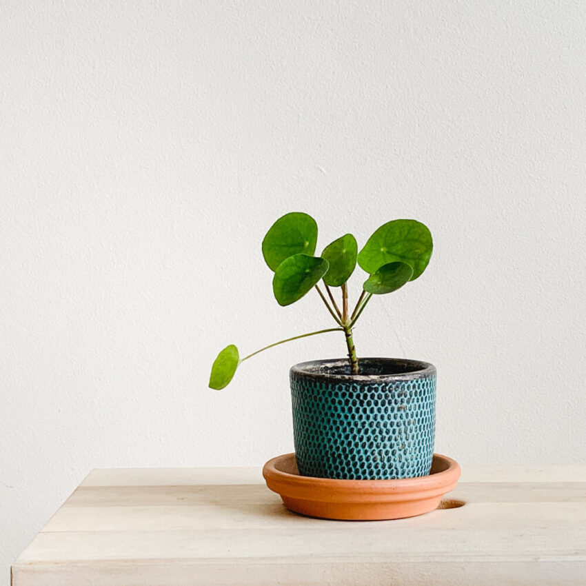 Plants for a Feng Shui Home