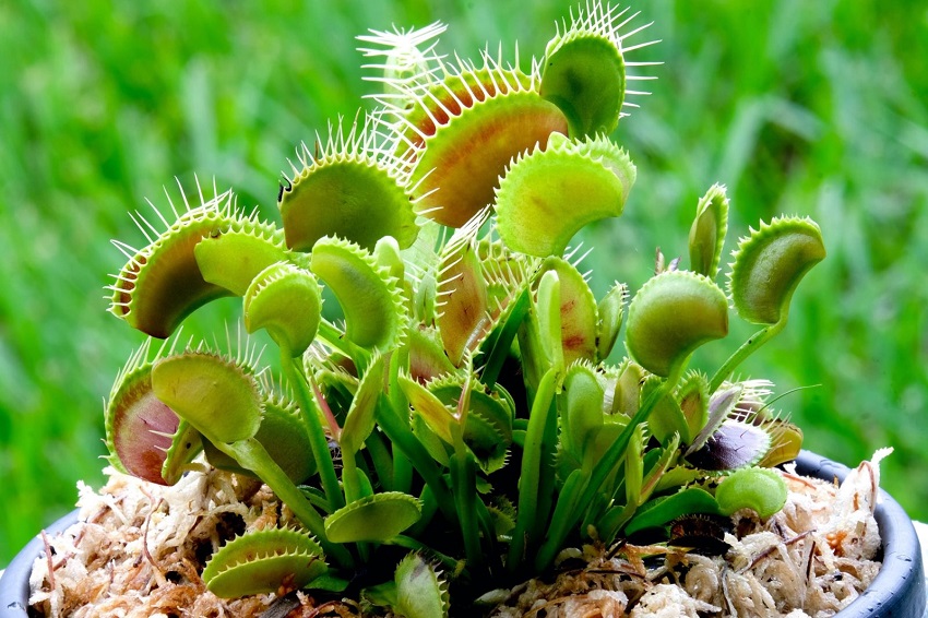 Venus Fly Trap Care