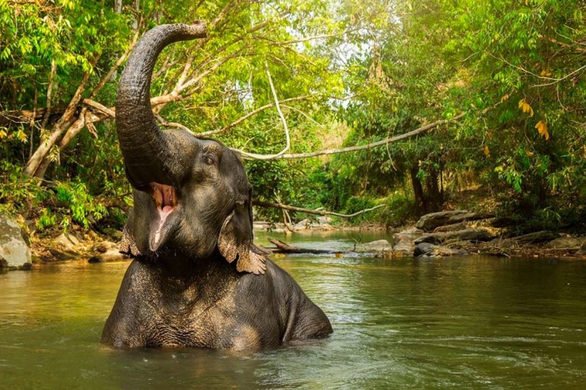 Best Elephant Sanctuary in Phuket, Thailand
