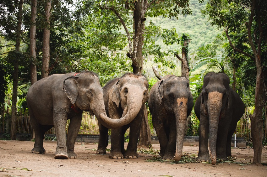 Best Elephant Sanctuary in Phuket, Thailand
