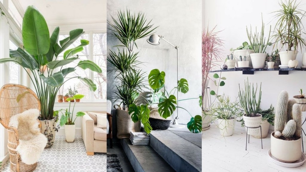Which Tree is Best for Your Living Room? A Guide to Choosing the Perfect Indoor Tree