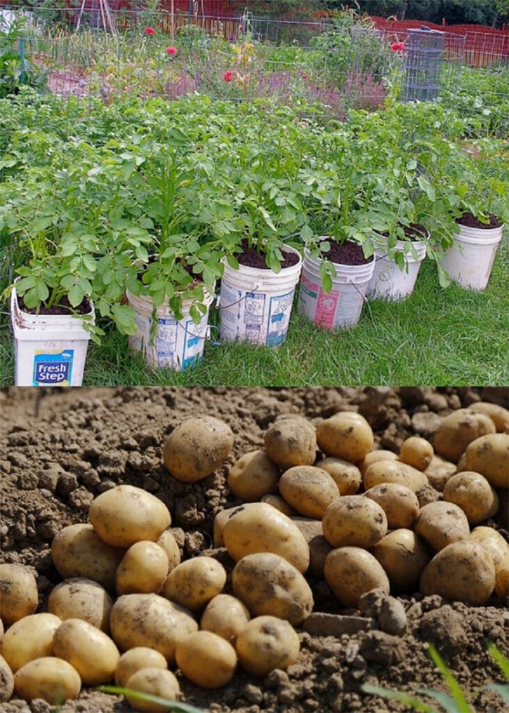 Can You Grow a Potato in a Jar? Unveiling the Secrets of Container Potato Gardening