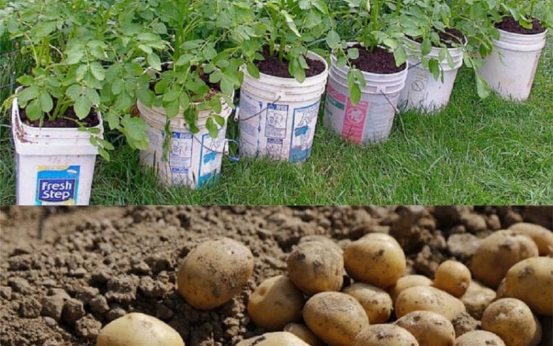 Can You Grow a Potato in a Jar? Unveiling the Secrets of Container Potato Gardening