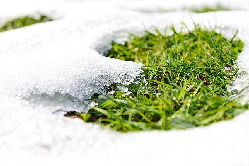 What is Florida Snow Grass