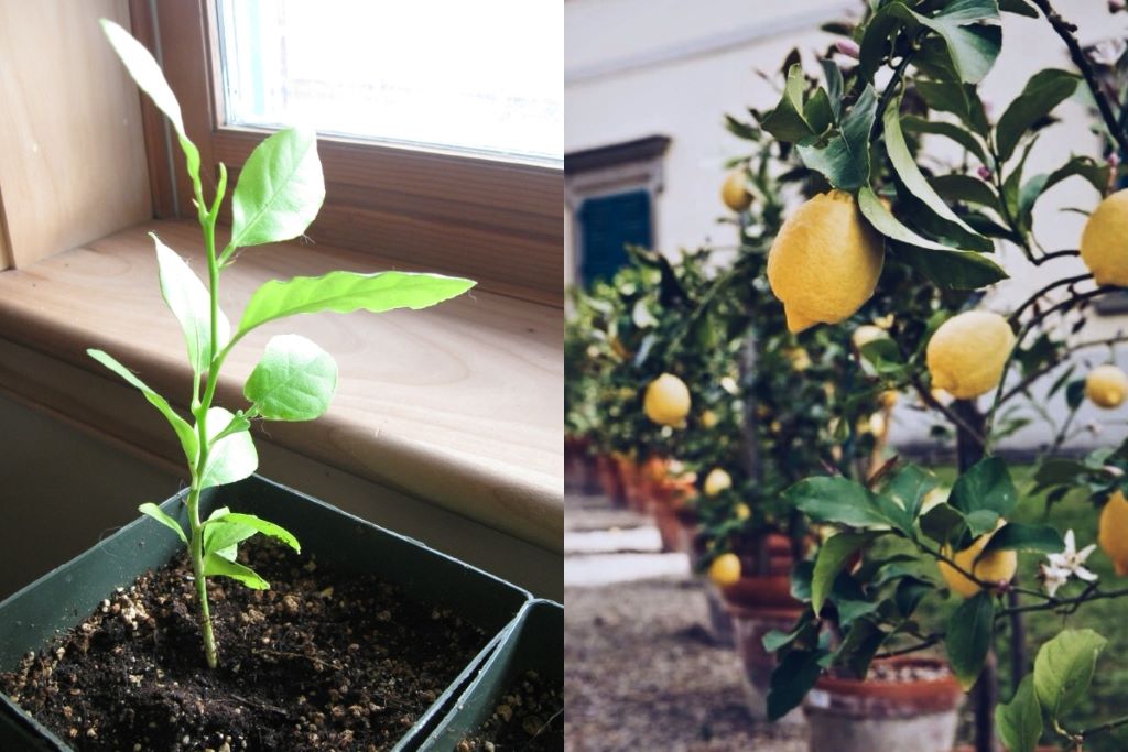 Do lemon trees grown from seed produce fruit?