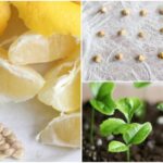 Can you grow a lemon tree from grocery store lemon seeds?