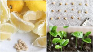 Can you grow a lemon tree from grocery store lemon seeds?