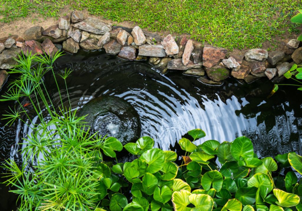 What is the purpose of a backyard pond? 
