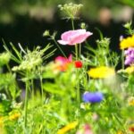 A Symphony of Color: Creating Your Own Wildflower Garden