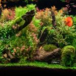 How to Create a Stunning Aquarium Landscape A Step-by-Step Guide