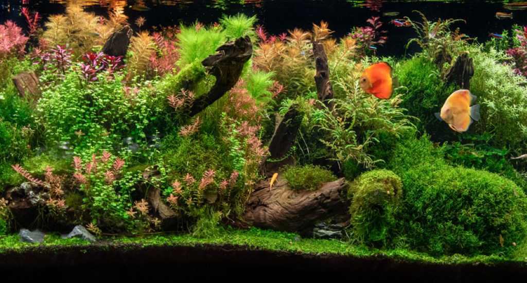 How to Create a Stunning Aquarium Landscape A Step-by-Step Guide