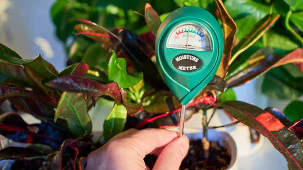 How to Use a Soil Moisture Meter Effectively