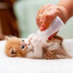 How Do I Know If My Kitten Is Constipated
