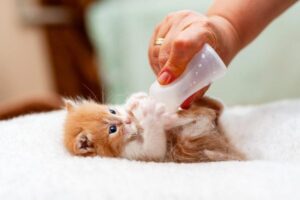 How Do I Know If My Kitten Is Constipated