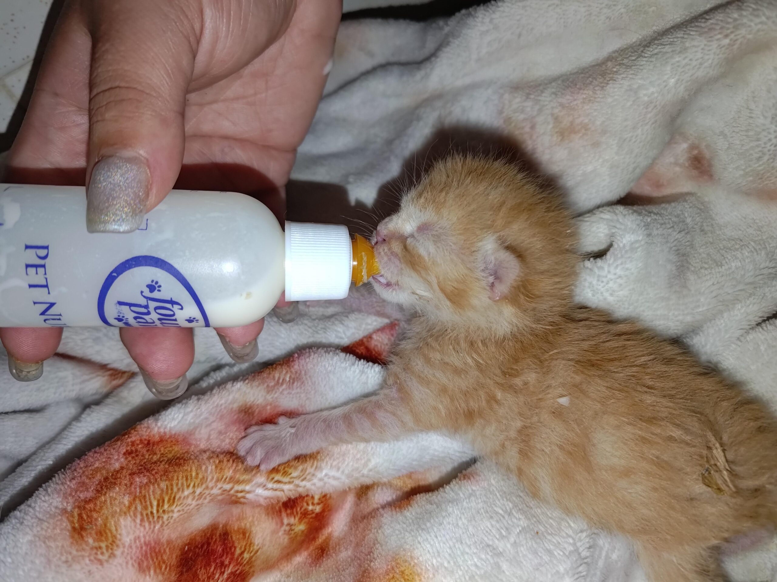 When Do Kittens Start Pooping on Their Own