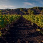 Grapevines growing in mineral-rich volcanic soil with dark earth and rocky terrain