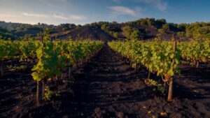 Grapevines growing in mineral-rich volcanic soil with dark earth and rocky terrain