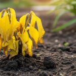 Plant with yellow leaves showing transplant shock symptoms in garden soil