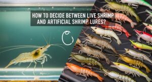 angler comparing live shrimp and artificial shrimp lure for inshore fishing